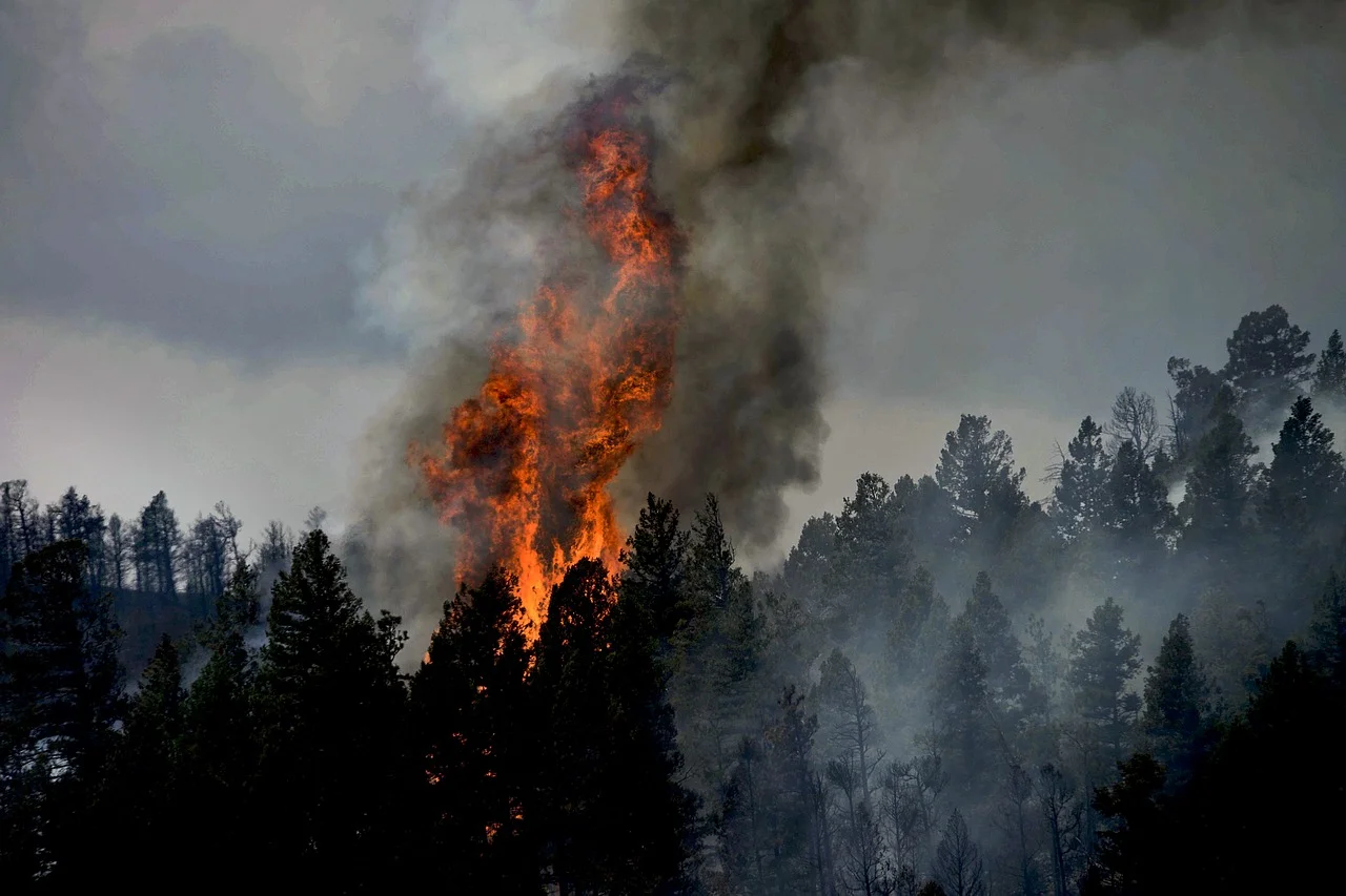 17 Cara Mencegah Kebakaran Hutan Dan Lahan