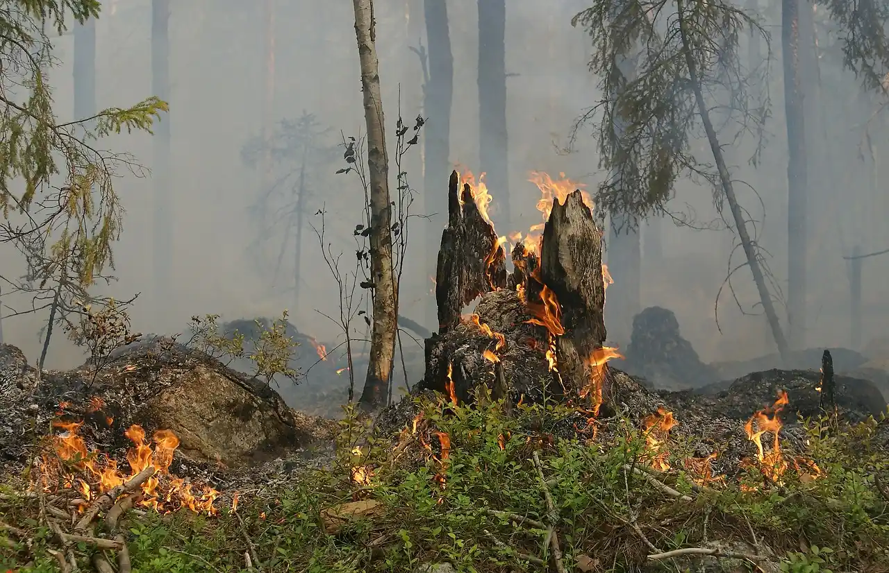 Tips Cegah Kebakaran Hutan Lebih Dini