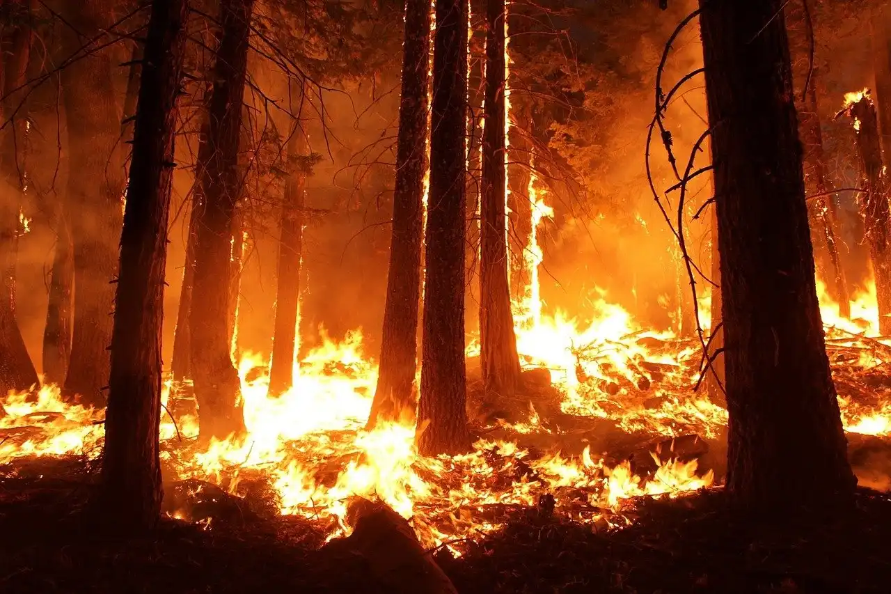 Memahami dan Mencari Penyebab Kebakaran Hutan dan Lahan