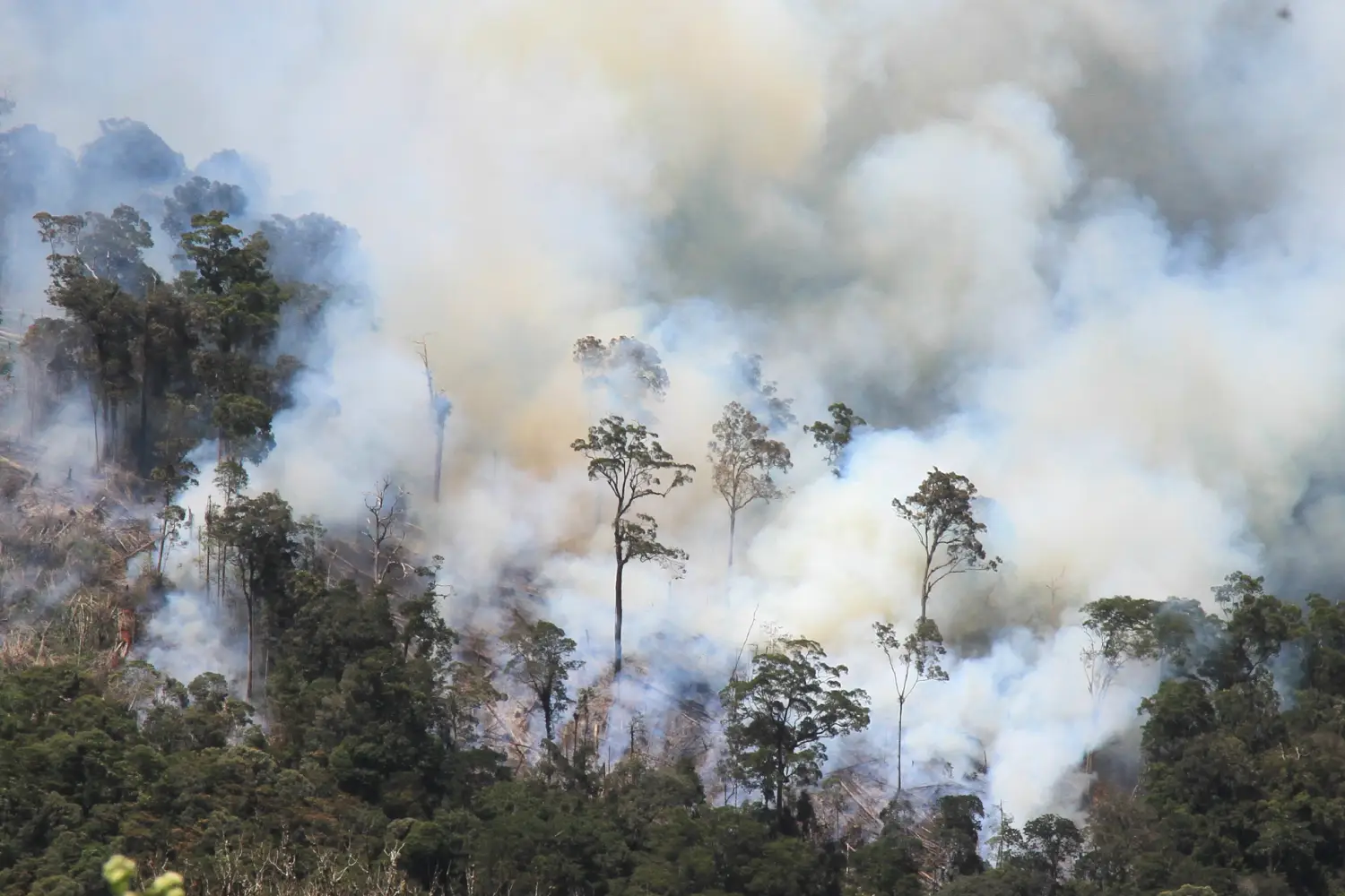 Jelaskan akibat dari kebakaran hutan