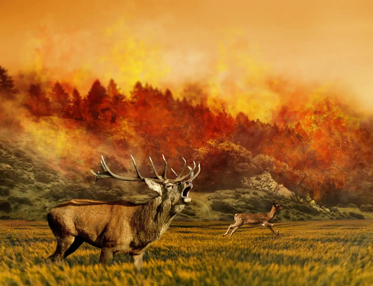 7 Dampak Kebakaran Hutan pada Hewan Liar, Miris Banget